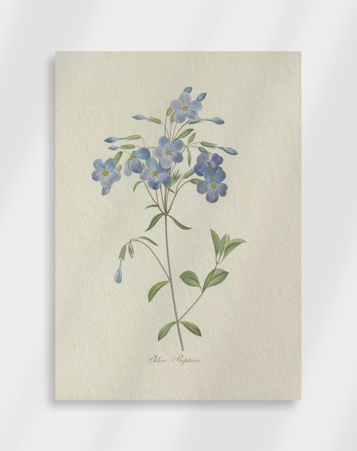 Vintage botanical illustration of creeping phlox with soft blue flowers and thin stems