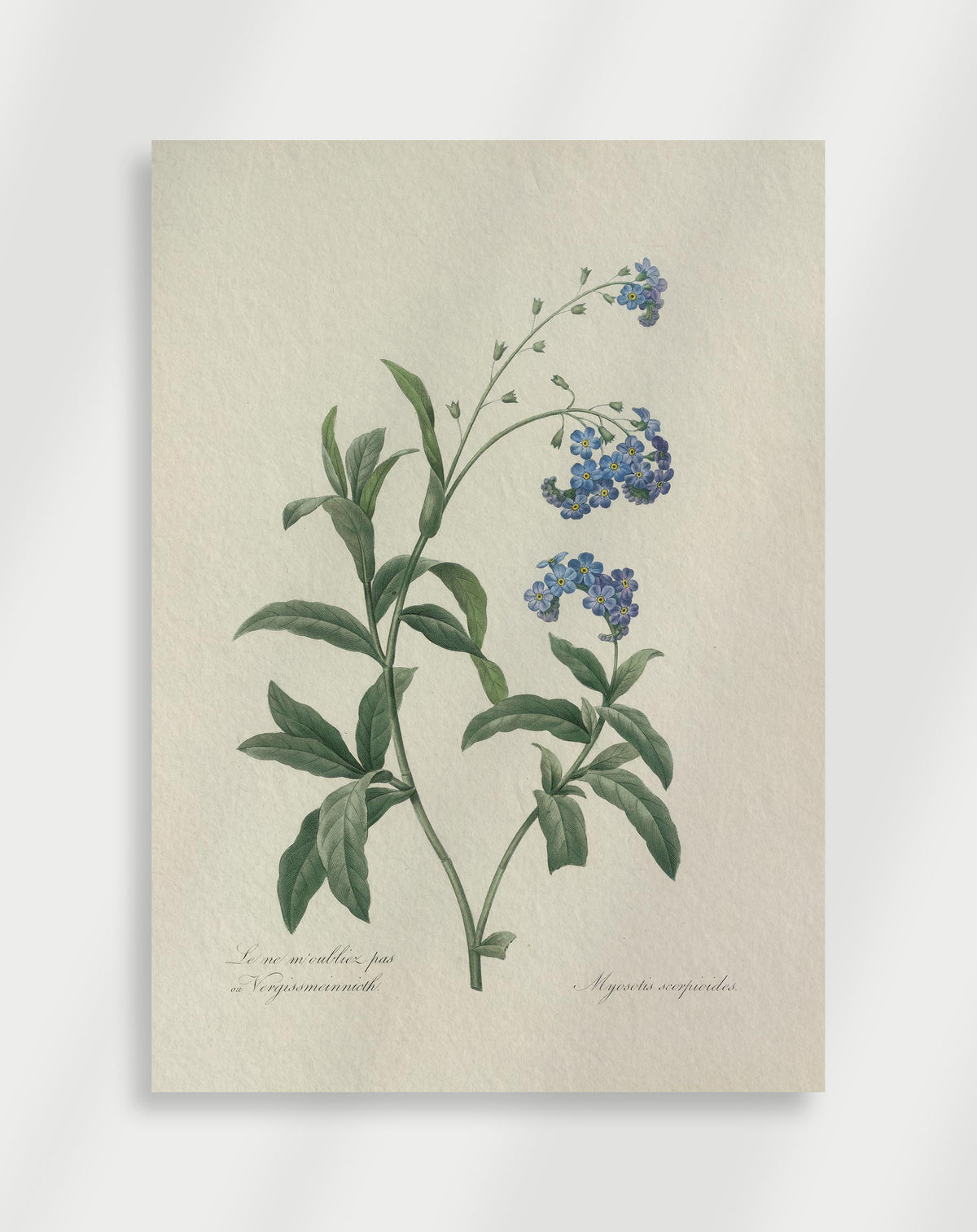 Vintage botanical illustration of forget-me-not flowers with small blue blooms and green leaves