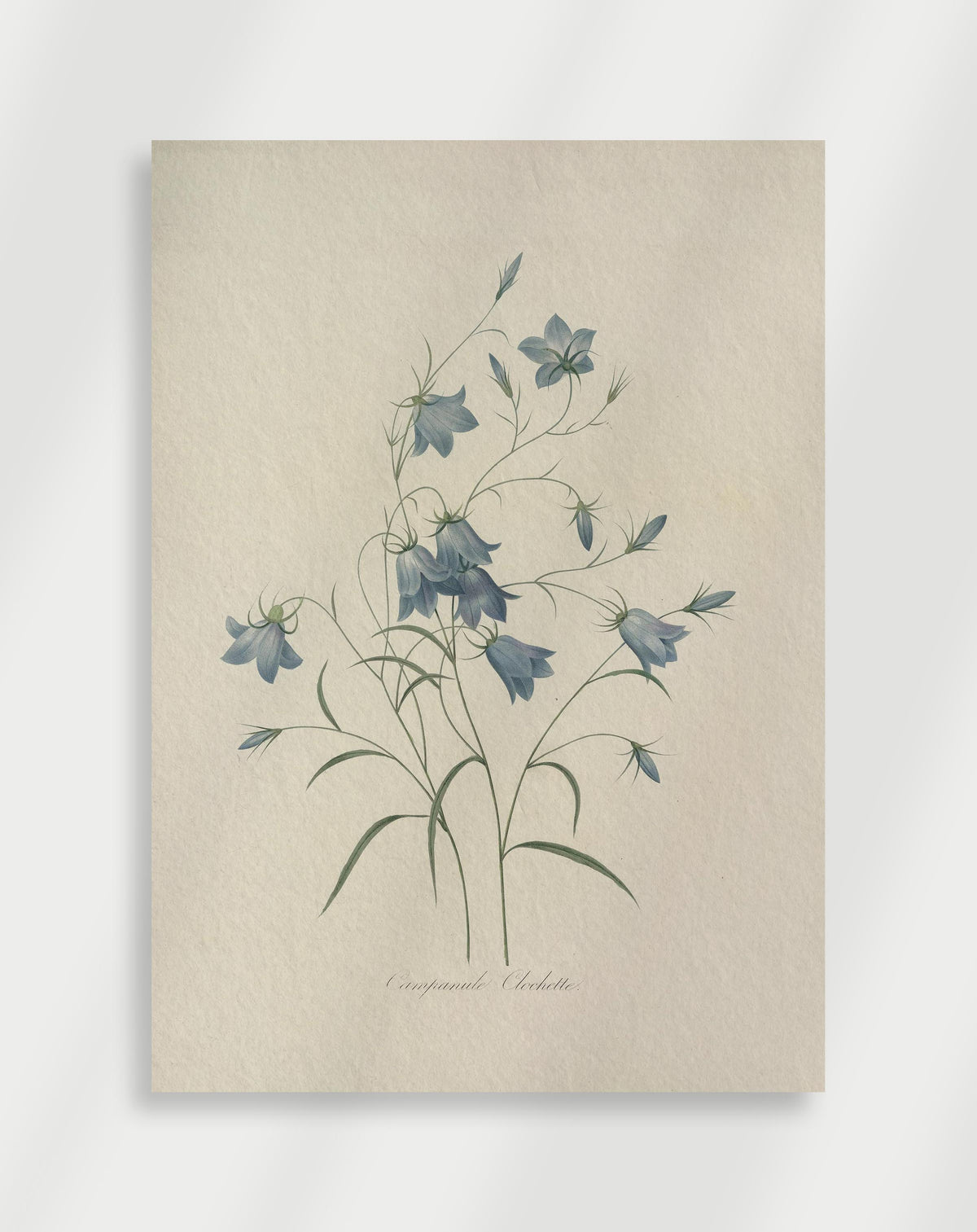 Botanical illustration of delicate blue bellflowers with thin stems and soft composition