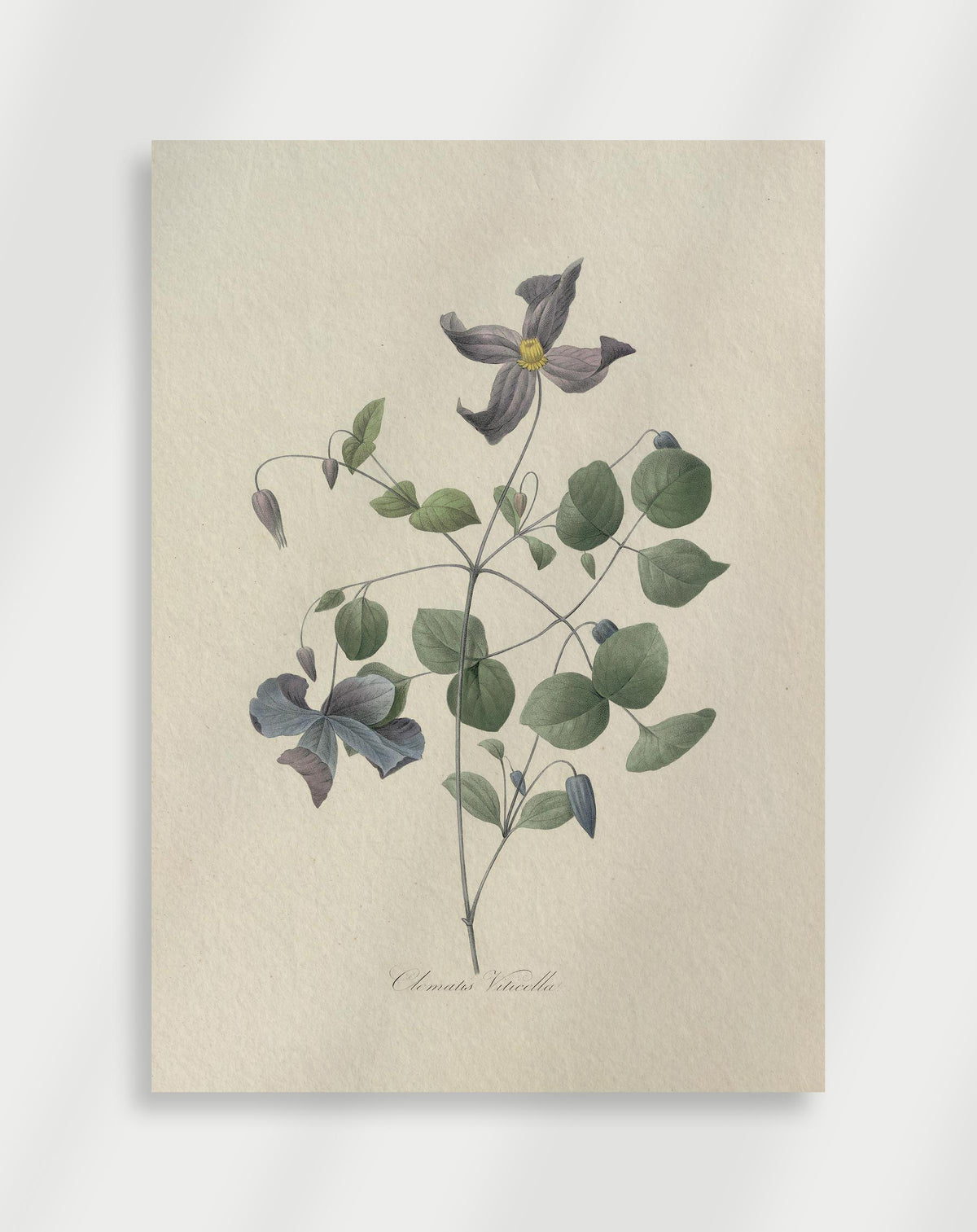 Vintage botanical illustration of clematis viticella with soft purple flowers and green leaves