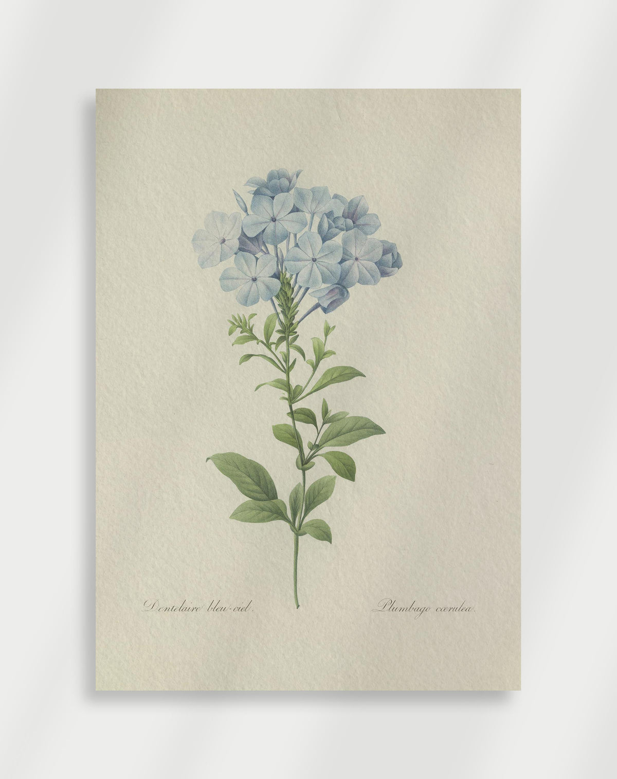 Vintage botanical illustration of blue plumbago flowers with green leaves