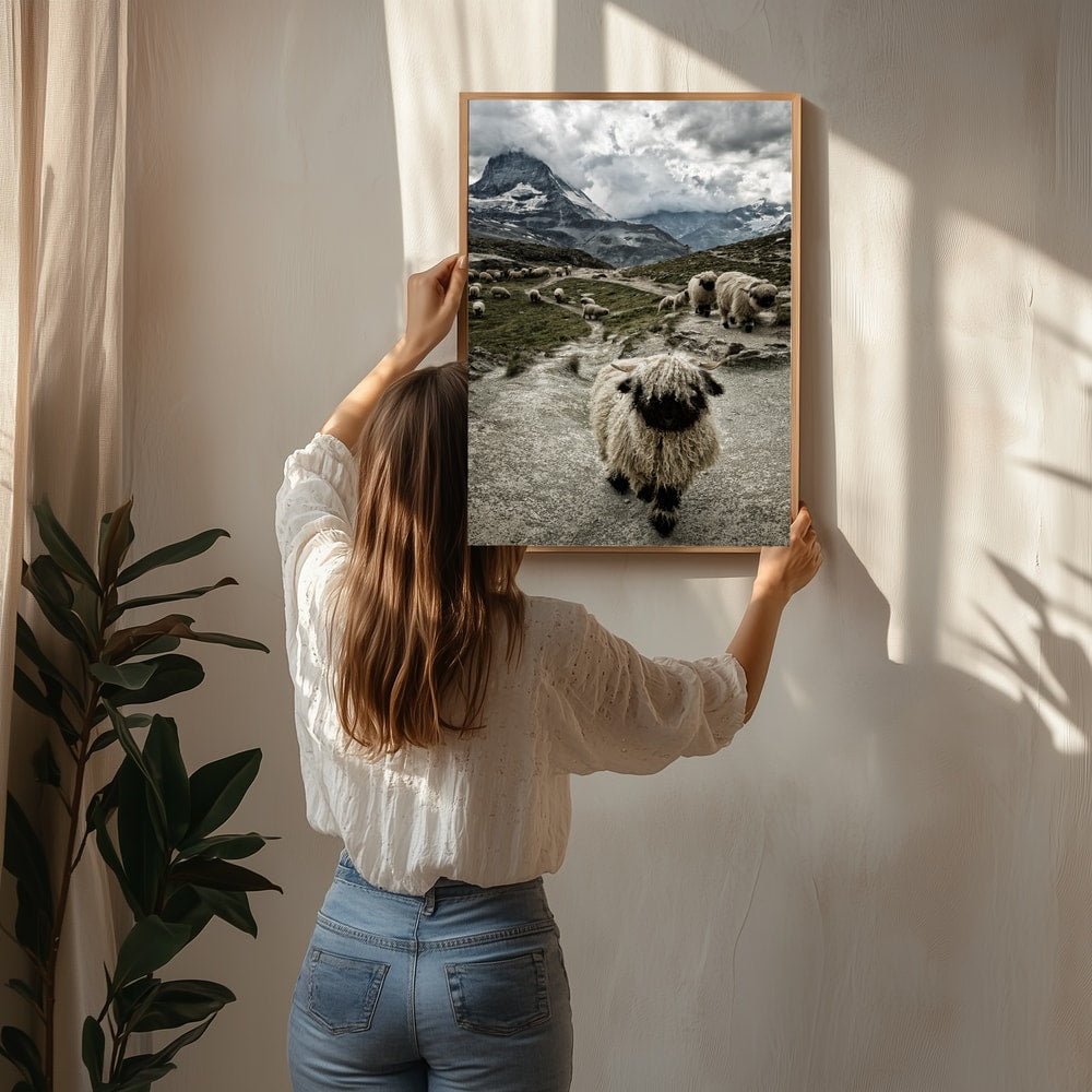 Valais Blacknose Matterhorn Mountain Poster