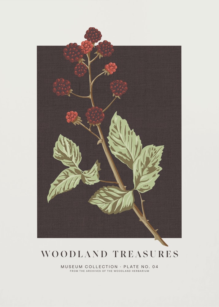 Botanisches Poster mit Wald-Brombeeren
