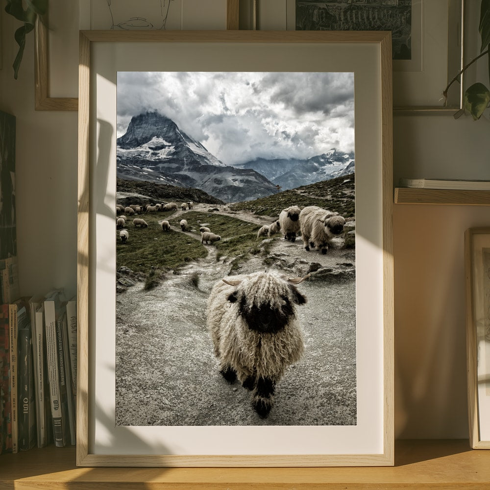 Valais Blacknose Matterhorn Mountain Poster