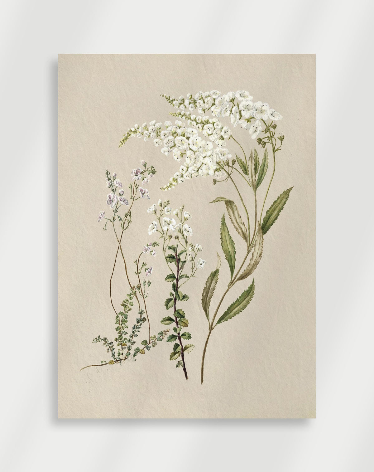 Vintage botanical illustration with multiple plants and white flowers in detailed composition