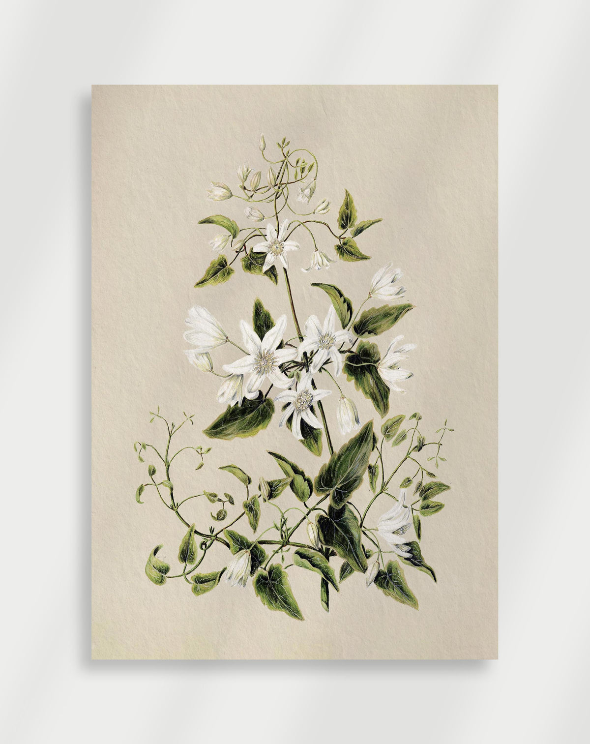 Detailed botanical illustration of white clematis flowers with lush green leaves