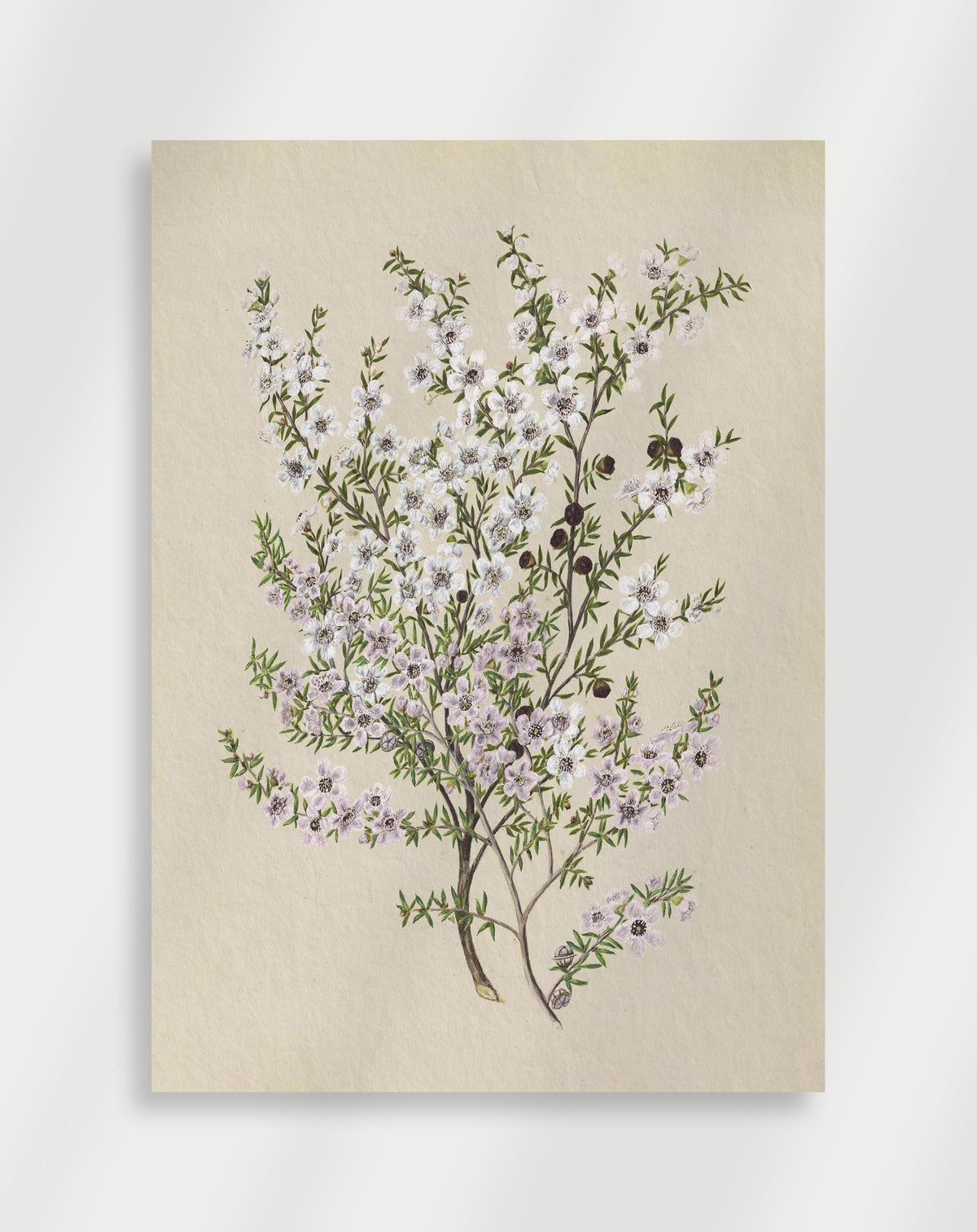 Vintage botanical illustration of a flowering branch with small white and pink flowers and green leaves