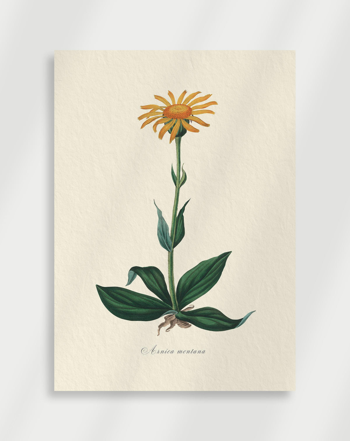 Vintage botanical illustration of Arnica montana with yellow flower and green leaves