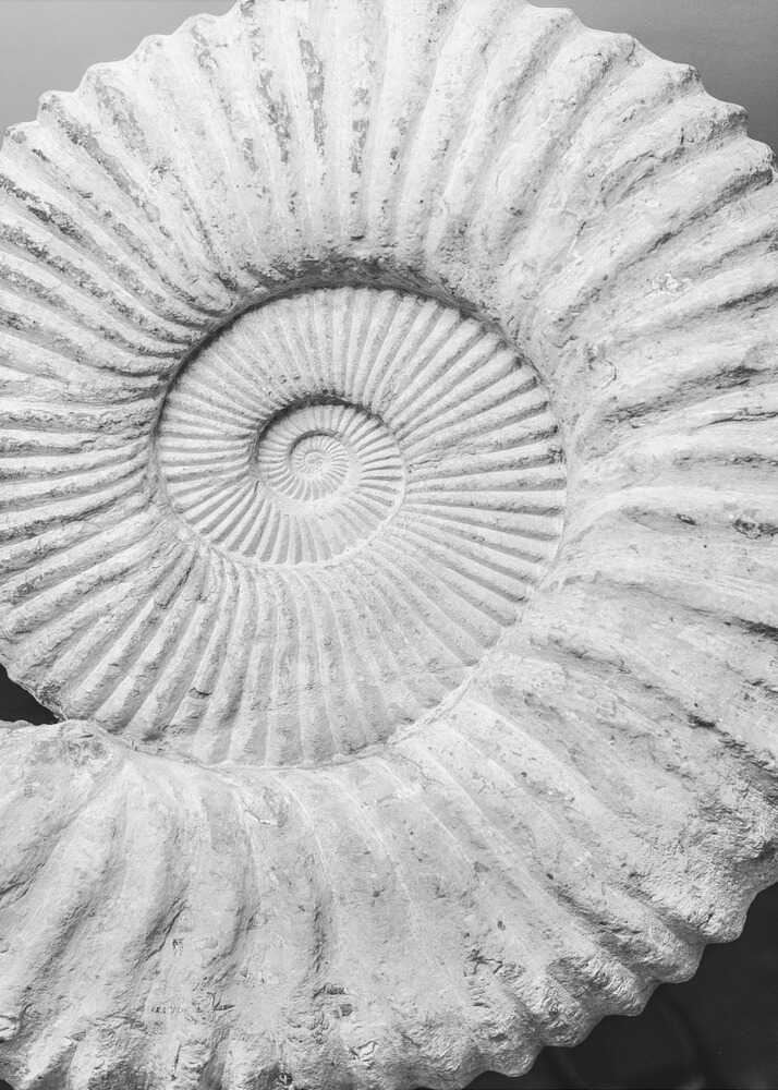 Ammonite fossil poster with a black and white close-up of an ammonite fossil