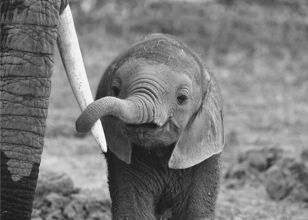 Baby elephant poster with a black and white close-up of a baby elephant next to an adult elephant's tusk