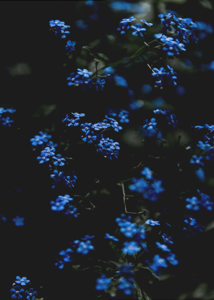 Blue flowers poster with close-up small blue flowers against a dark background