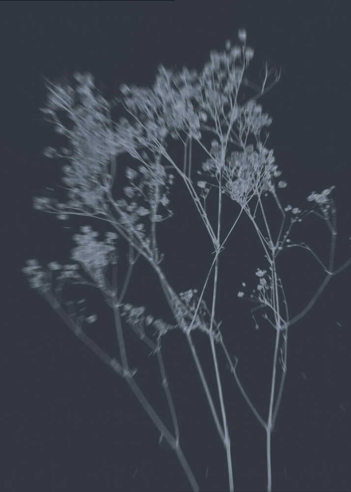 Blue toned dried flowers poster with a blue-toned botanical image of delicate dried wildflowers on a dark background