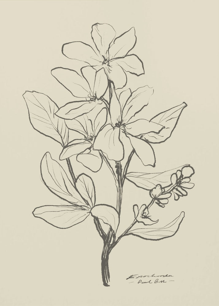 Botanical line drawing flower branch poster with a black line drawing of a flowering plant with large flowers and leaves