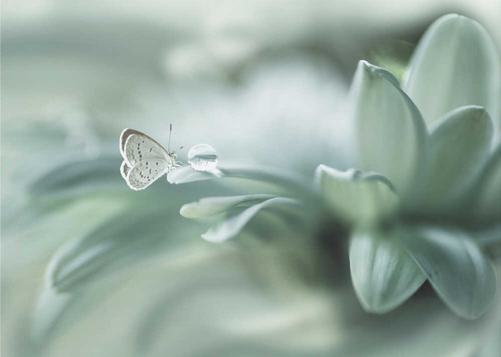Butterfly flower poster with a soft close-up of a butterfly on a pale green flower with a water droplet
