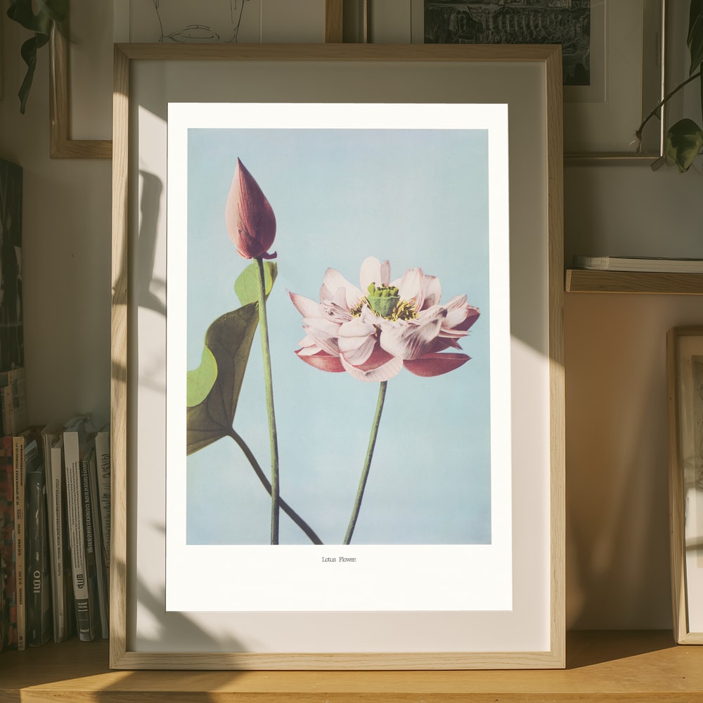 Lotusblumen Poster