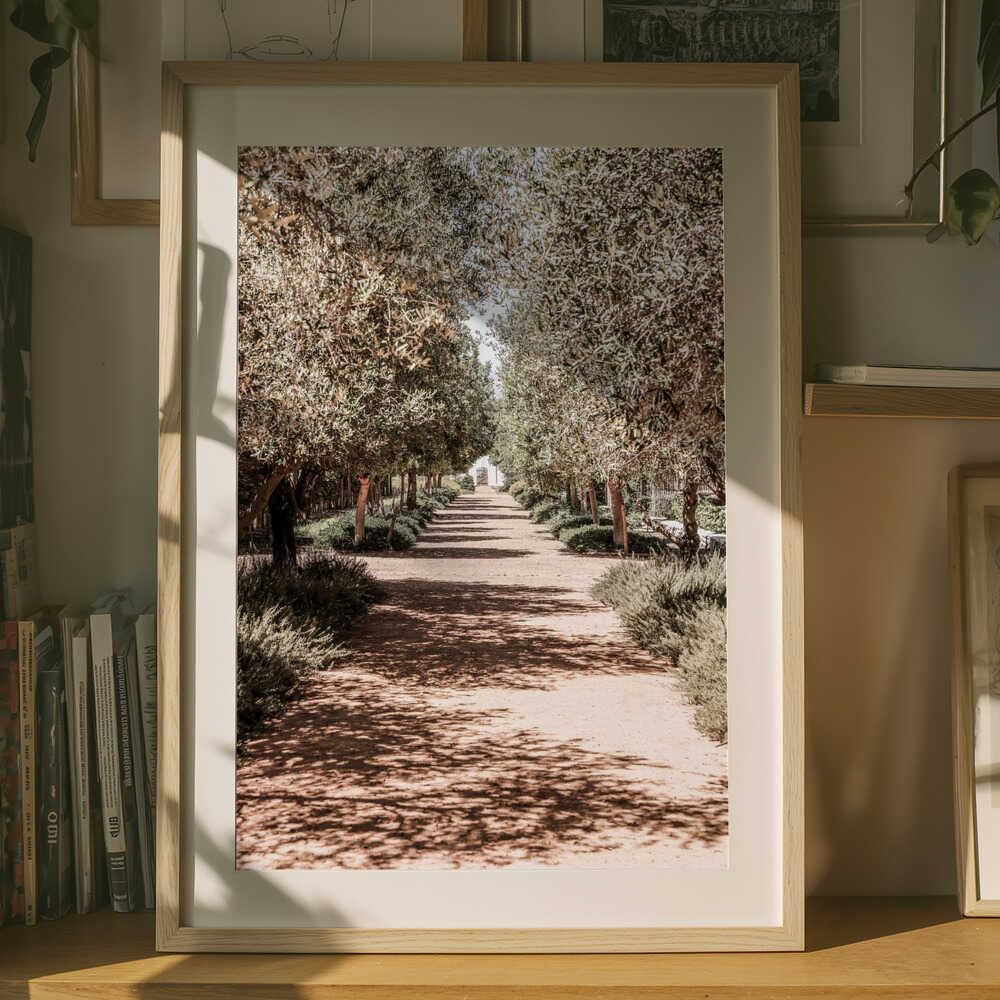 A Serene Tree Lined Path with Sunlight Poster