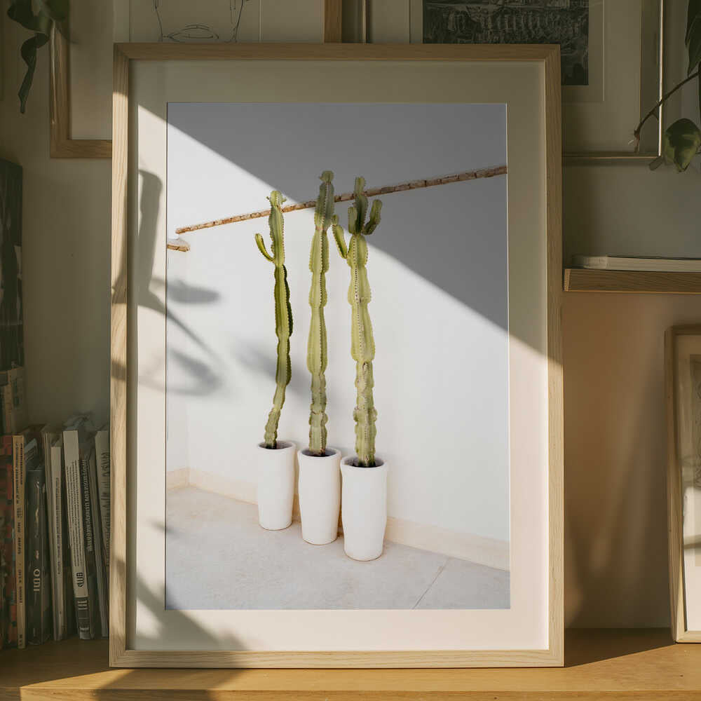 Cacti On White Poster