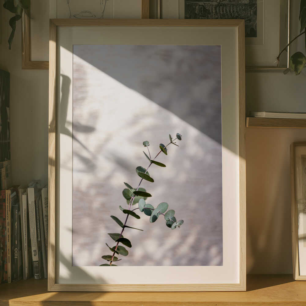 Eucalyptus Branch Shadow Poster