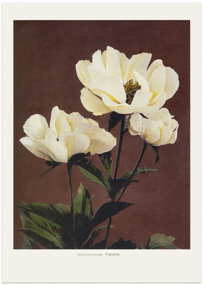 Japandi peony poster with white peonies and green leaves on a brown ground