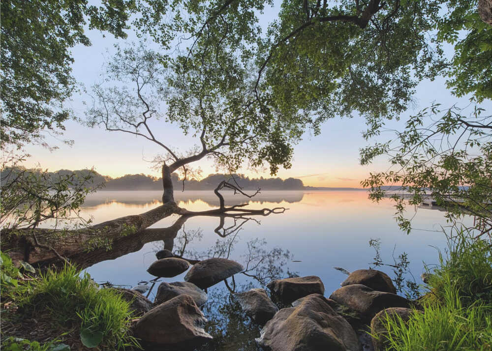 Lake sunrise tree poster with a calm lake at sunrise a leaning tree and rocks