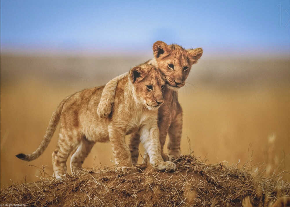 Lion cubs poster with two lion cubs standing on a mound in the savanna