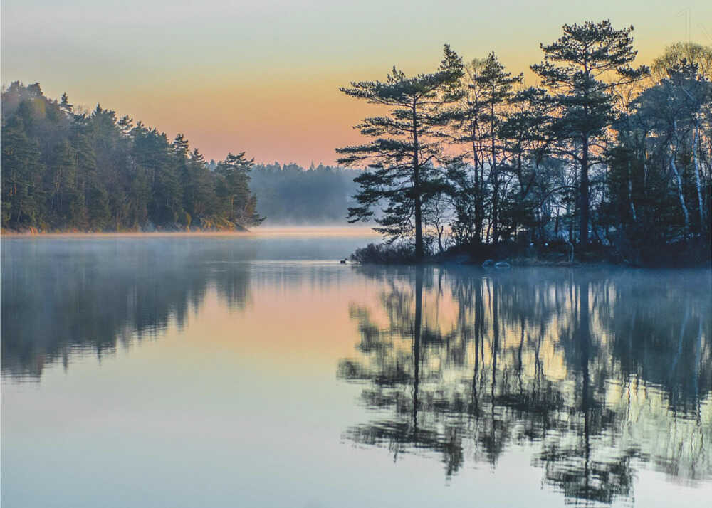 Misty lake sunrise poster with a misty lake at sunrise with pine trees and reflections