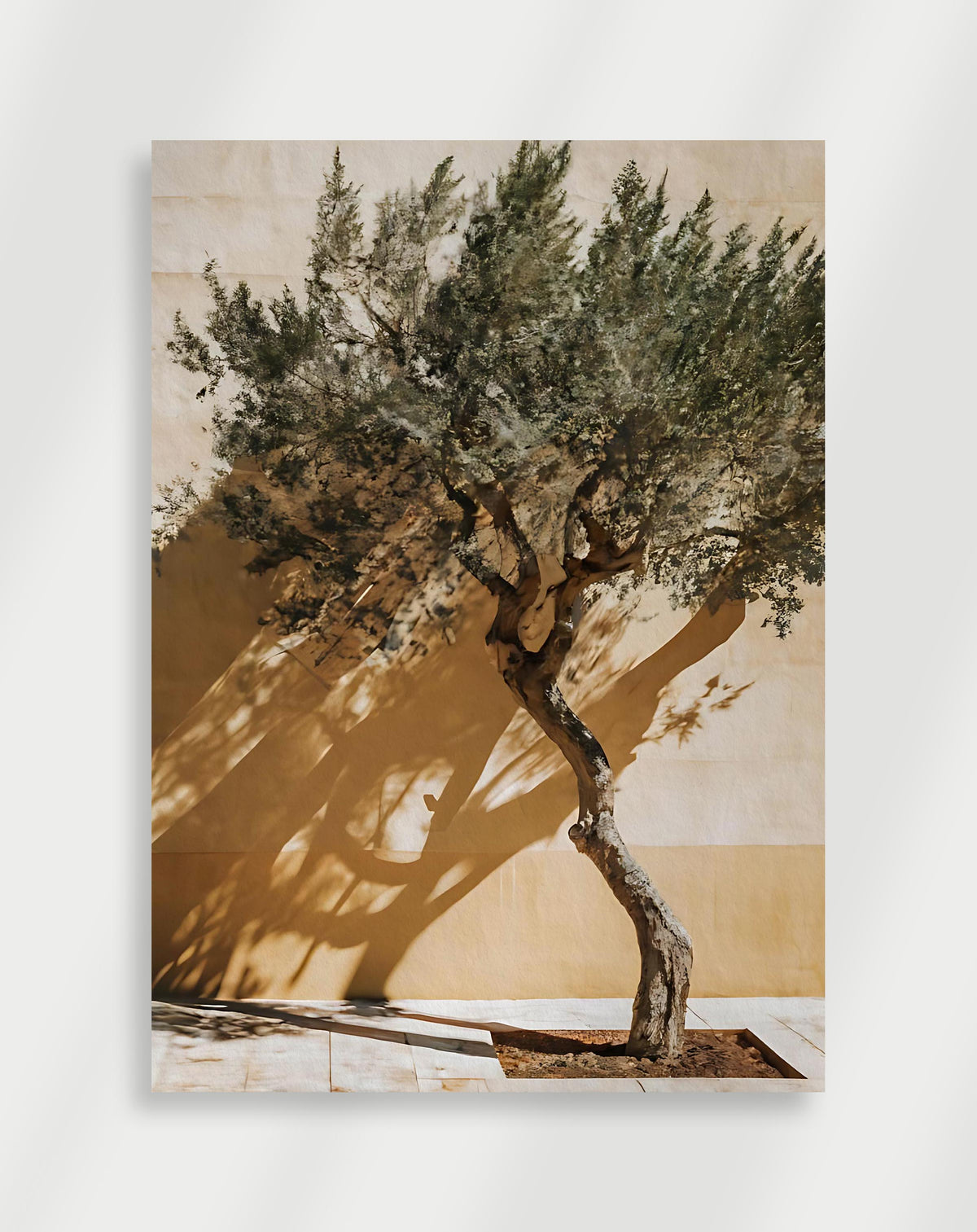 Olive tree shadow poster with a twisted olive tree casting strong shadows on a beige wall