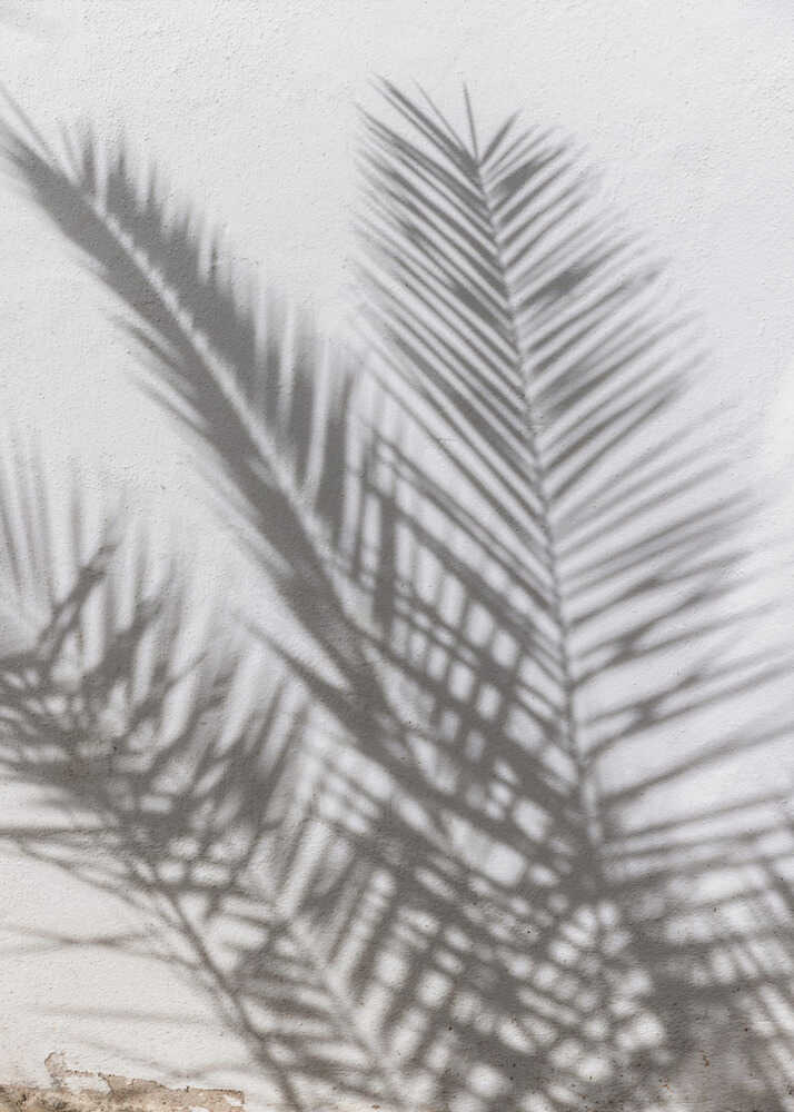 Palm shadows poster with palm frond shadows cast on a white wall