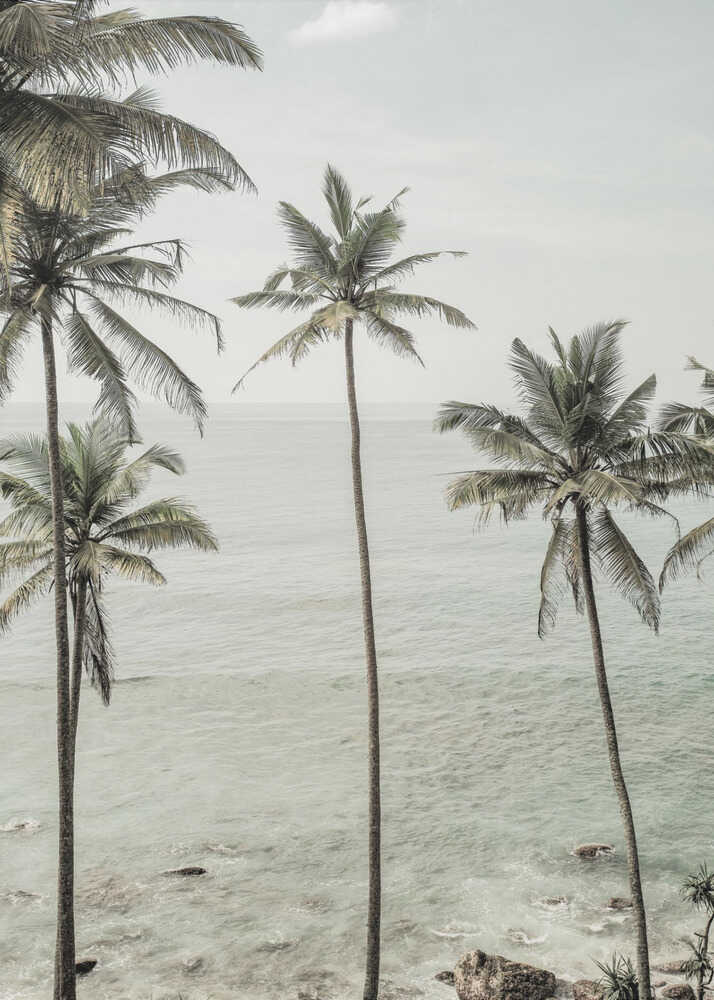 Palm trees sea poster with tall palm trees by a calm sea and rocks