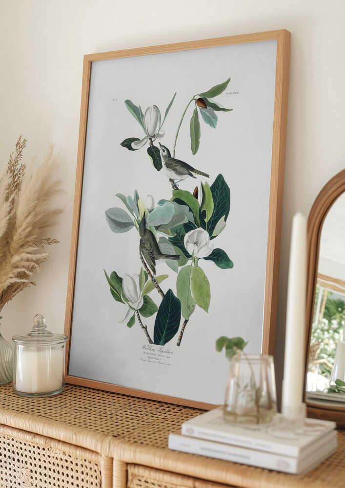 Singfliegenschnäpper aus „Birds of America“ (1827) – Poster