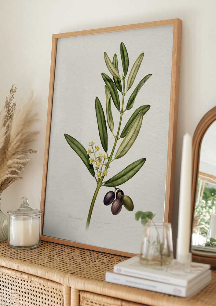 Poster „Olivenzweig mit Früchten“