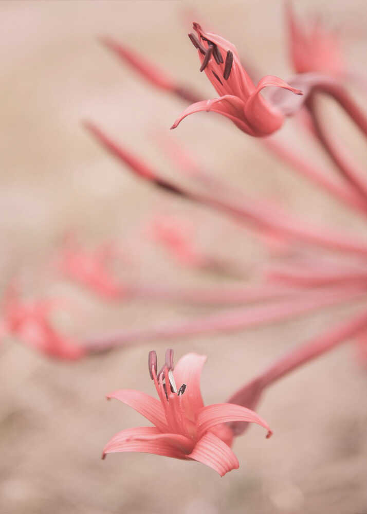 Pink flowers poster with close-up pink flowers on soft stems