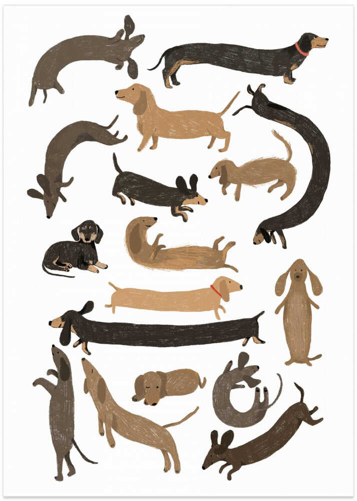 Dachshund Print Poster