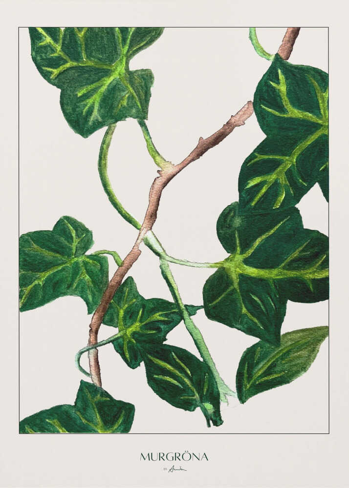Botanisches Poster mit grünem Efeu