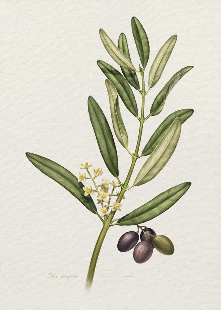 Poster „Olivenzweig mit Früchten“