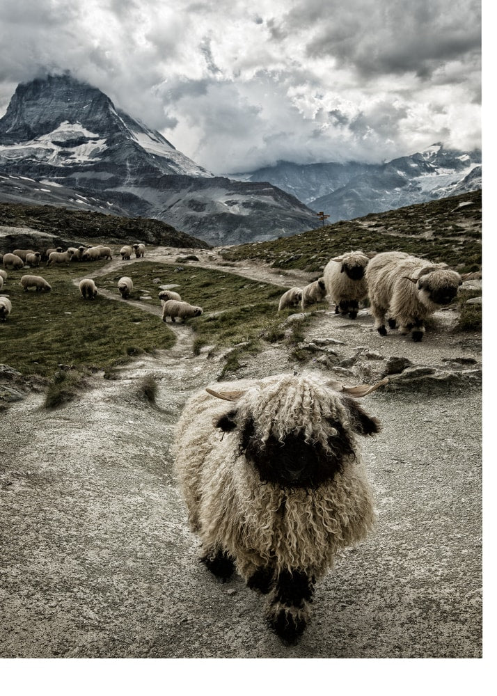 Sheep Matterhorn poster with black-faced sheep on a mountain path and the Matterhorn