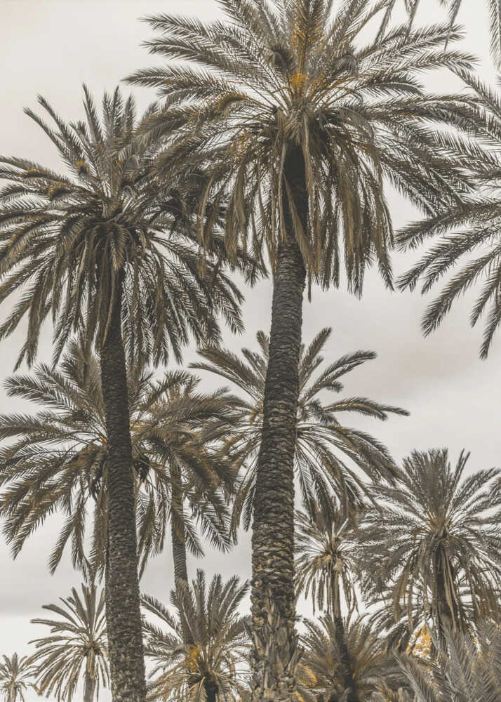 Tall palm trees poster with tall palm trees against a cloudy sky