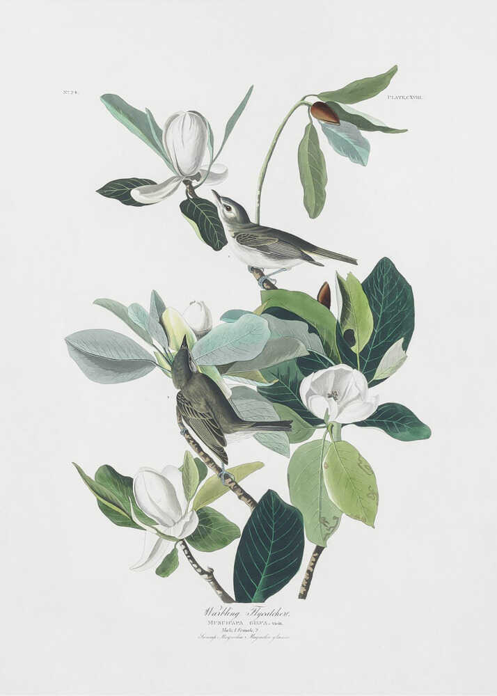 Vintage warblers magnolia poster with a vintage scientific illustration of two birds among magnolia flowers and leaves