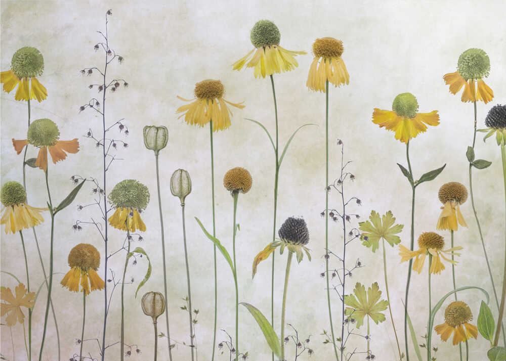 Yellow coneflowers poster with a botanical illustration of yellow coneflowers and seed pods