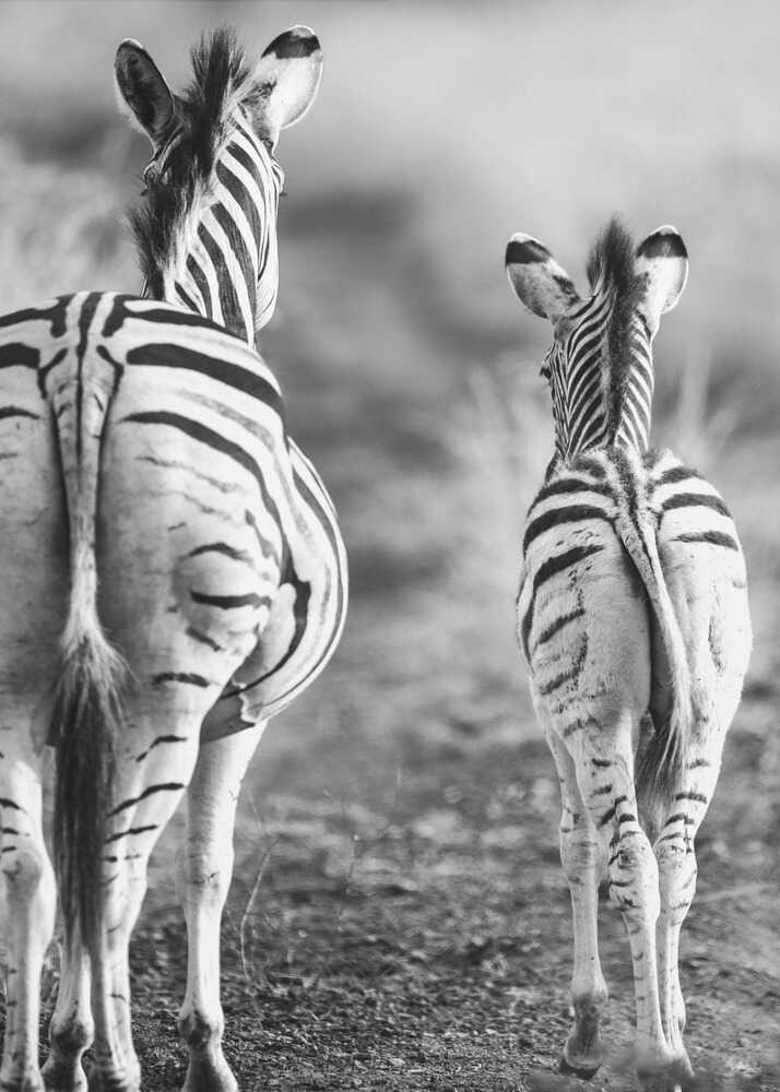 Zebras from behind poster with a black and white view of two zebras from behind